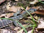 Lace Monitor.JPG (81 KB)